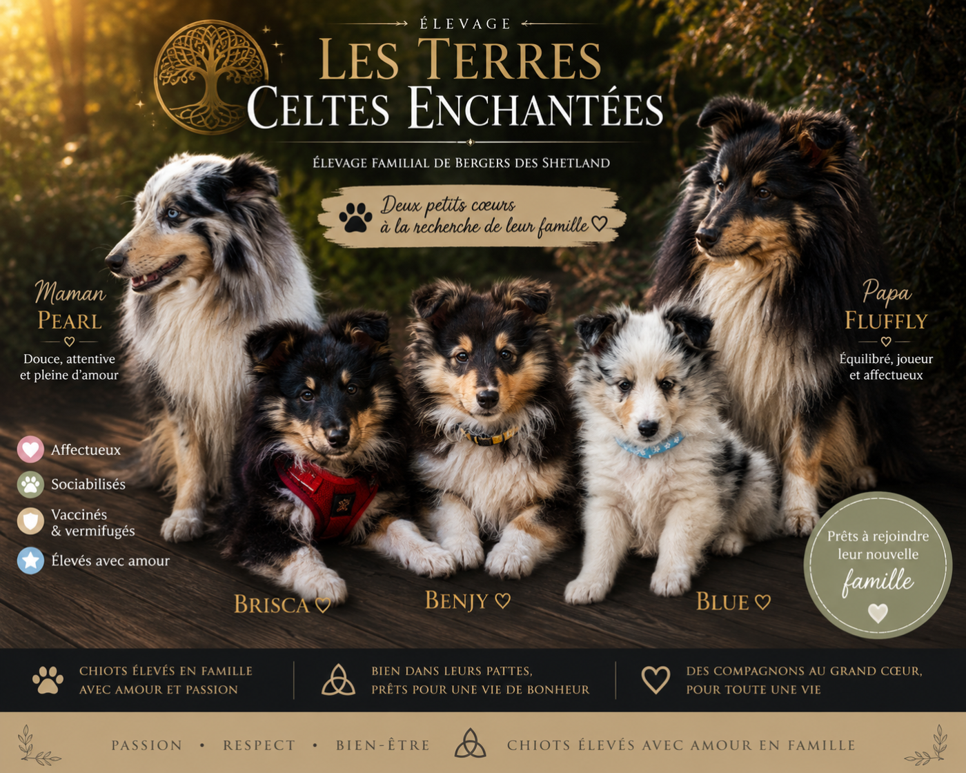 Chiot Shetland Sheepdog Des Terres Celtes Enchantées